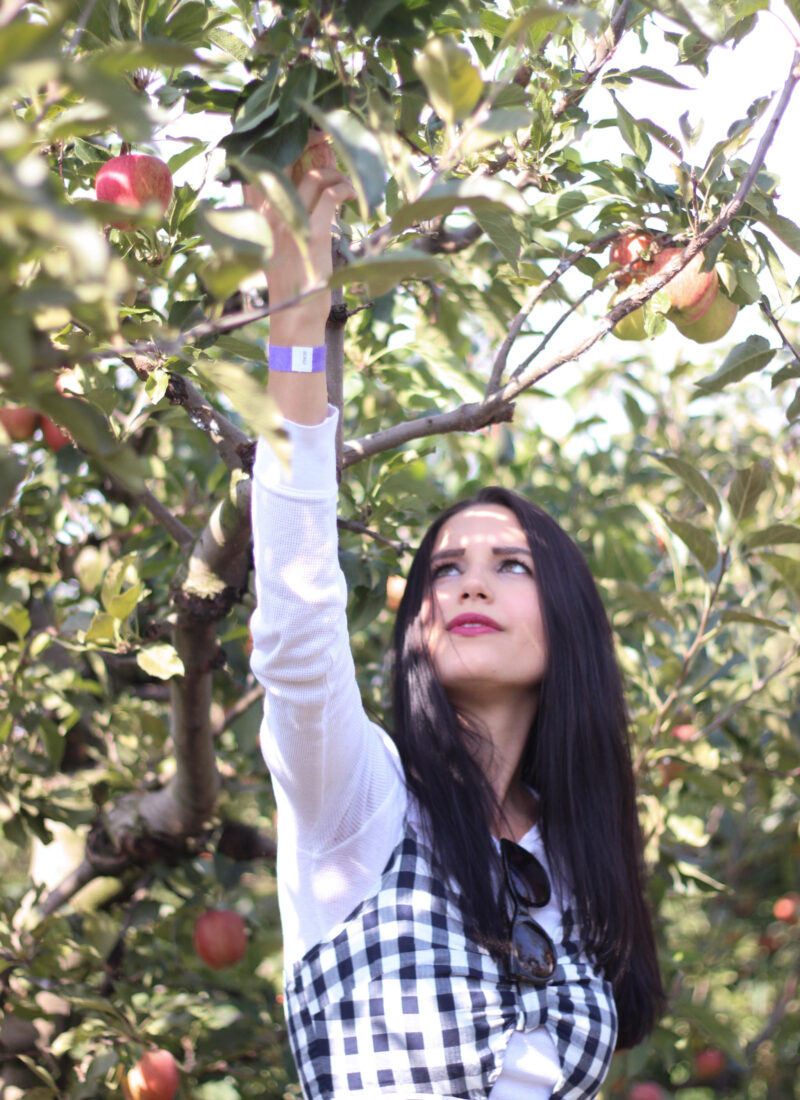 Apple Picking at Taves Family Farm